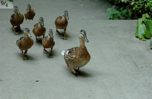 ducks
